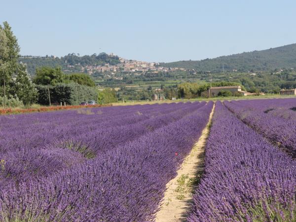 Provence lavender tour