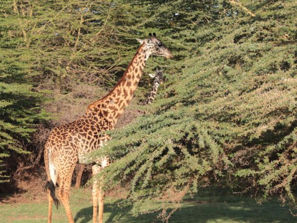 Tanzania wildlife tour, tailor made