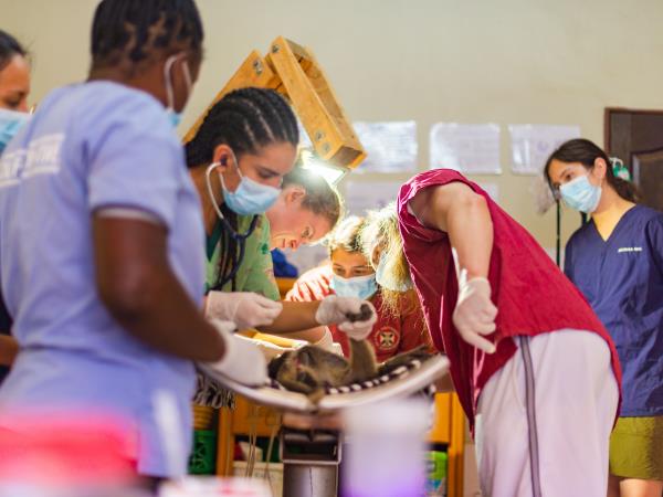 Veterinary externship in Malawi