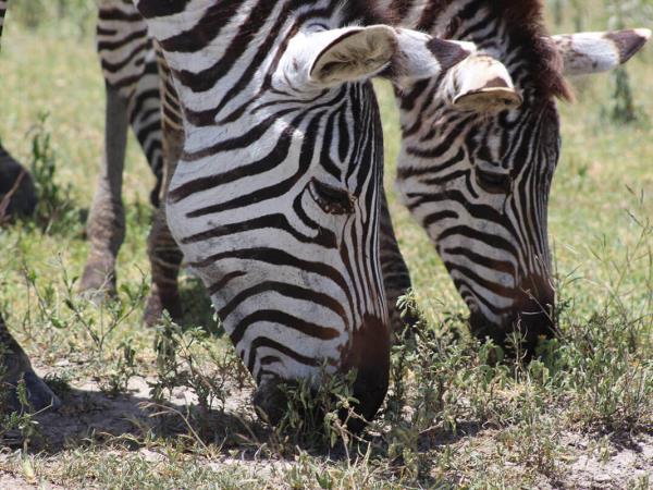 Highlights of Tanzania tailor made holiday