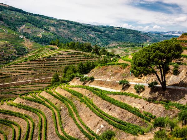 Douro Valley cycling and gastronomy holiday, Portugal