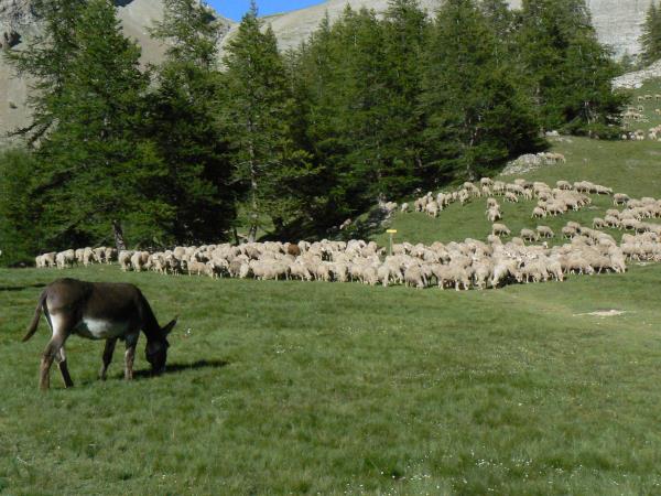 Mercantour family walking holiday, France