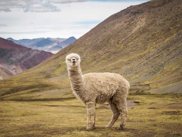 Incas and Intrigue Peru tour