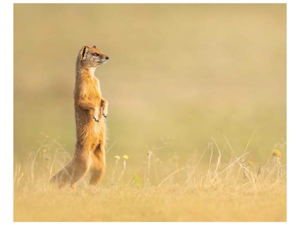 Wildlife photography and conservation in South Africa