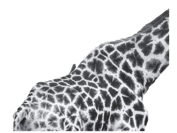 Wildlife photography and conservation in South Africa