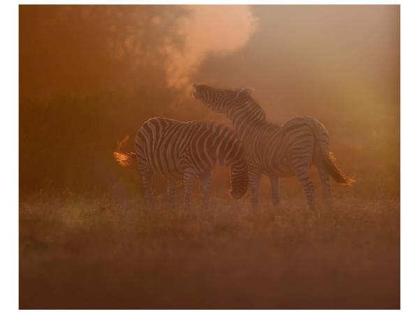 Wildlife photography and conservation in South Africa