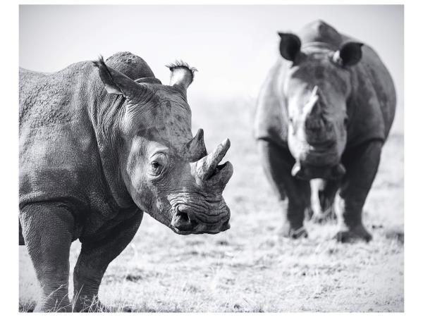 Wildlife photography and conservation in South Africa