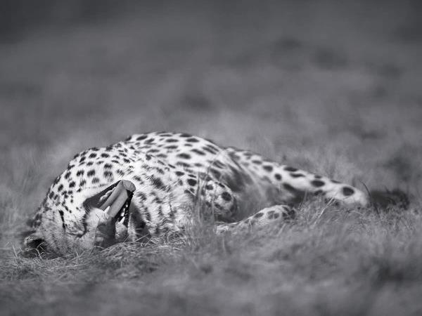 Wildlife photography and conservation in South Africa