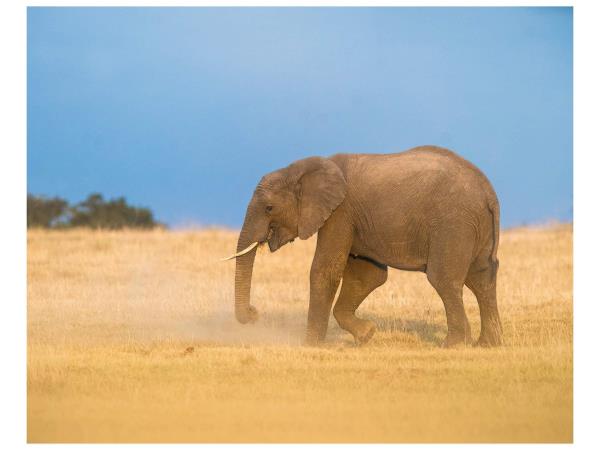 Wildlife photography and conservation in South Africa