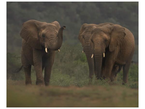 Wildlife photography and conservation in South Africa