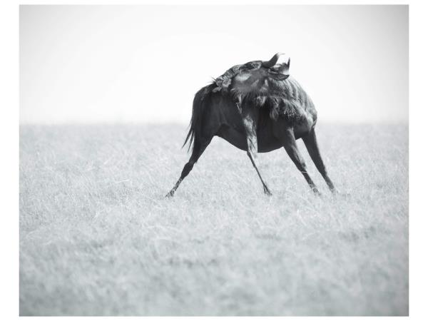Wildlife photography and conservation in South Africa