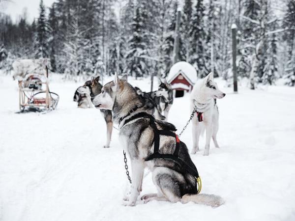 The best of Lapland in 5 days