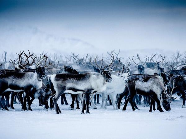 The best of Lapland in 5 days