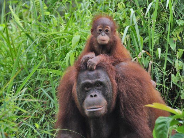 Indonesia tour, volcanos, Orangutans & beach