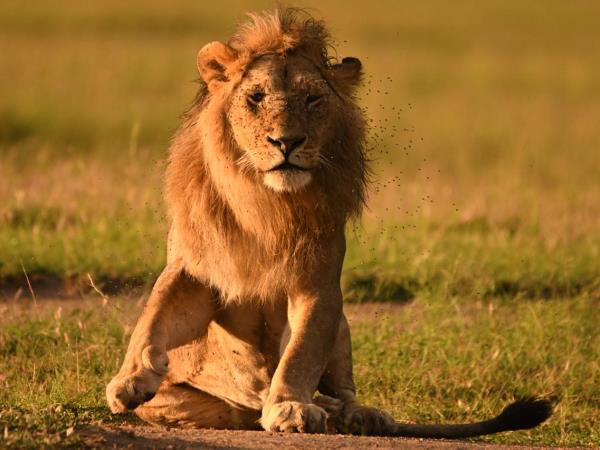 Wildlife safari and beach holiday in Kenya