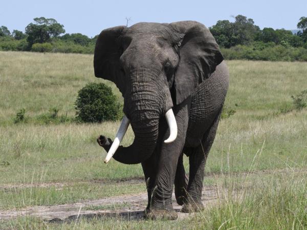 Wildlife safari and beach holiday in Kenya