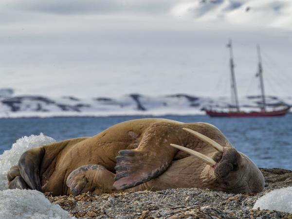 Arctic wildlife holiday, Polar bear explorer