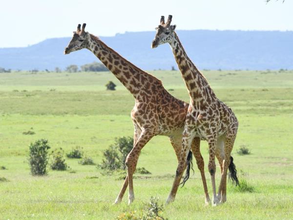 Classic Kenya safari holiday, 8 days