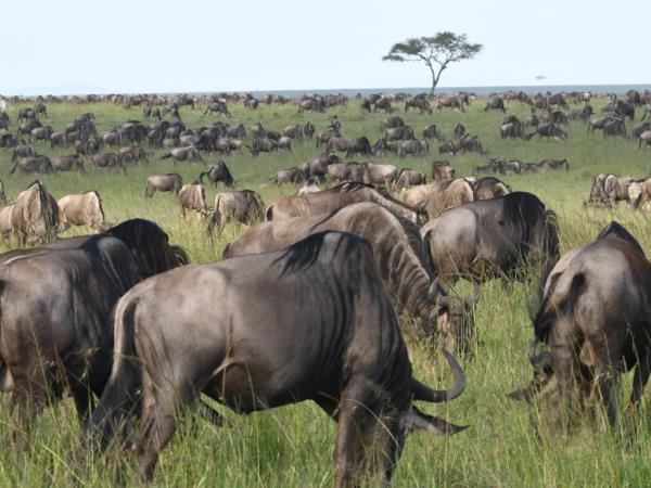 Classic Kenya safari holiday, 8 days