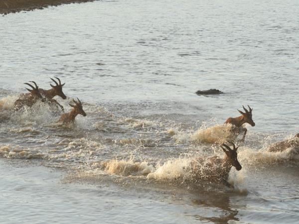 Classic Kenya safari holiday, 8 days