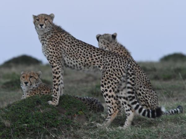 Classic Kenya safari holiday, 8 days