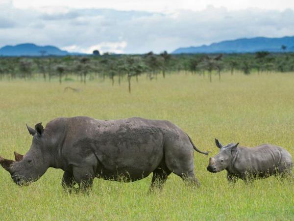 Classic Kenya safari holiday, 8 days