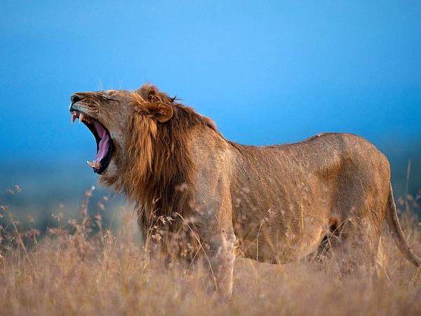 Classic Kenya safari holiday, 8 days