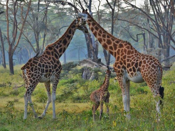 Highlights of Kenya luxury camping safari