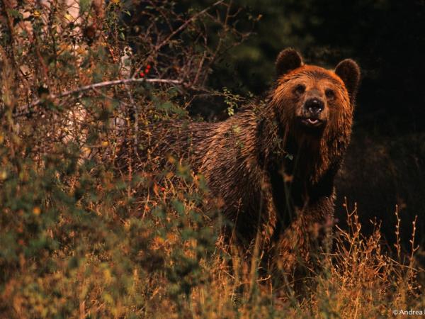 Brown bear tracking in Northern Greece