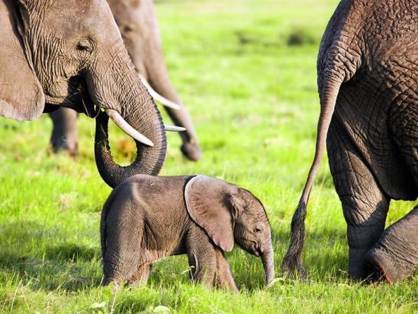 Kenya and Tanzania bespoke wildlife holiday