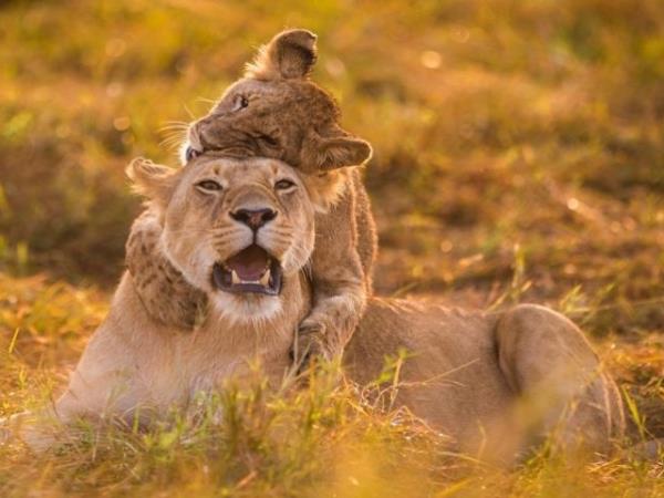 Kenya and Tanzania bespoke wildlife holiday