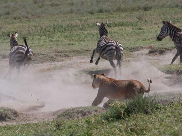 Kenya and Tanzania bespoke wildlife holiday
