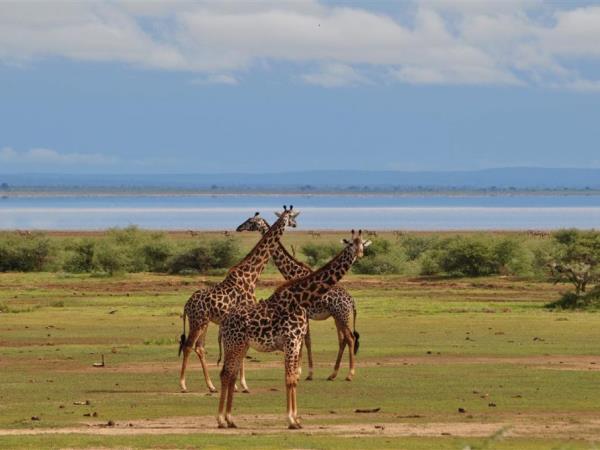 Kenya and Tanzania bespoke wildlife holiday