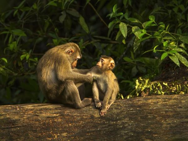 Borneo wildlife encounter tour