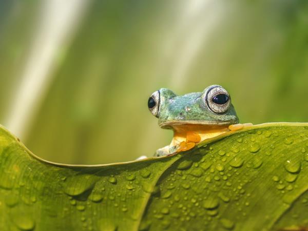 Borneo wildlife encounter tour