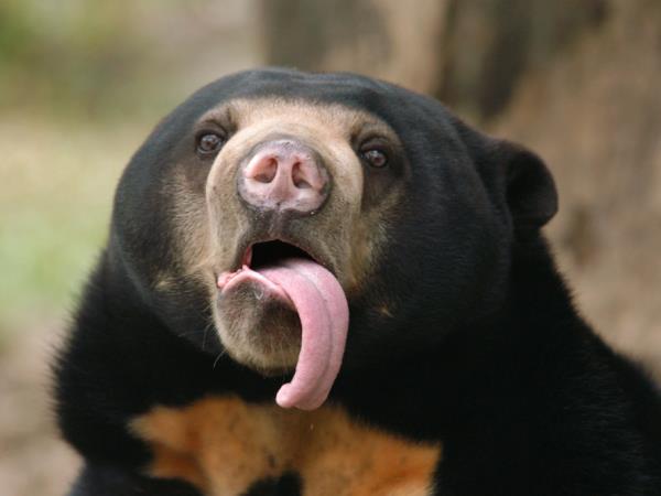 Borneo wildlife encounter tour