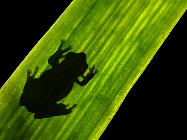 Borneo wildlife encounter tour