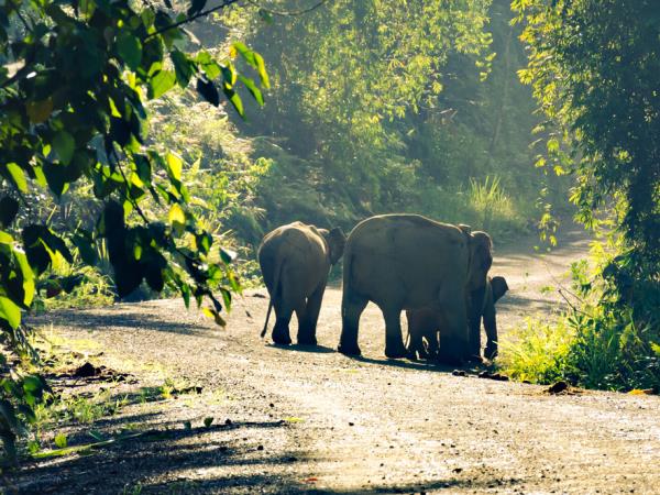 Borneo wildlife encounter tour