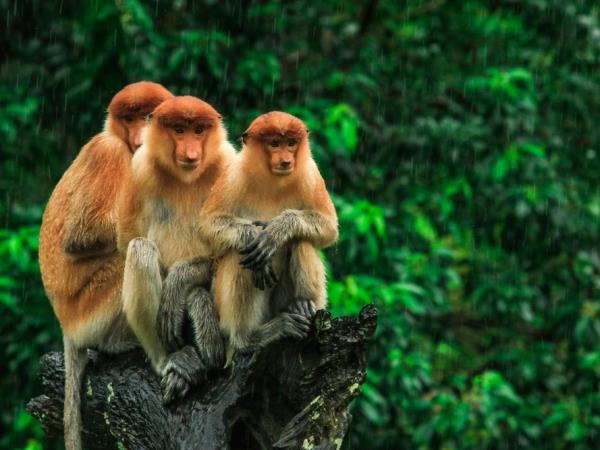 Borneo wildlife encounter tour
