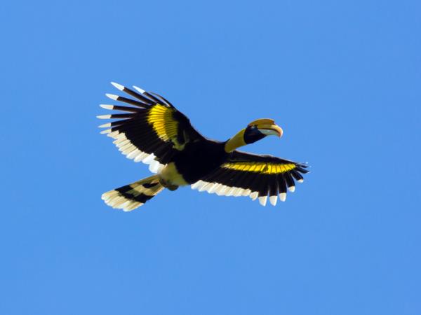 Borneo wildlife encounter tour