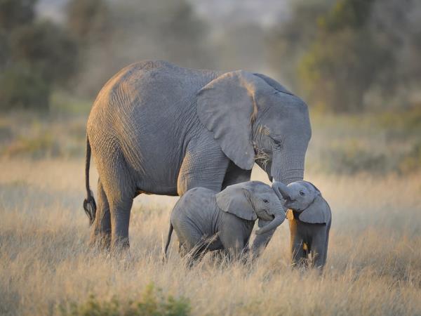 Kenya and Tanzania tailor made safari