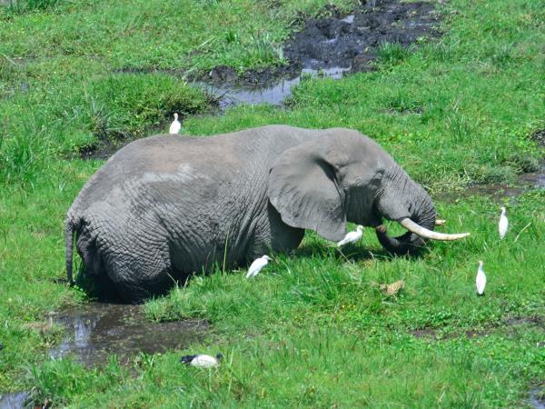 Kenya and Tanzania tailor made safari