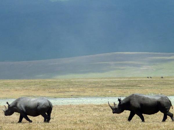 Kenya and Tanzania tailor made safari