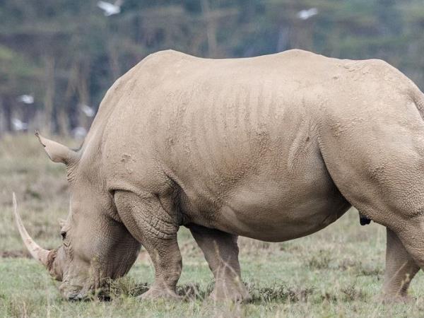 Kenya and Tanzania tailor made safari