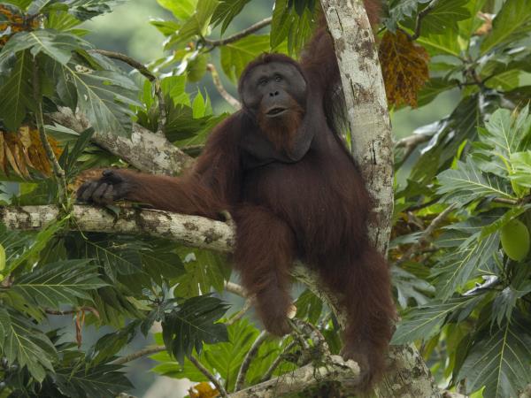 Sabah wildlife holiday in Borneo