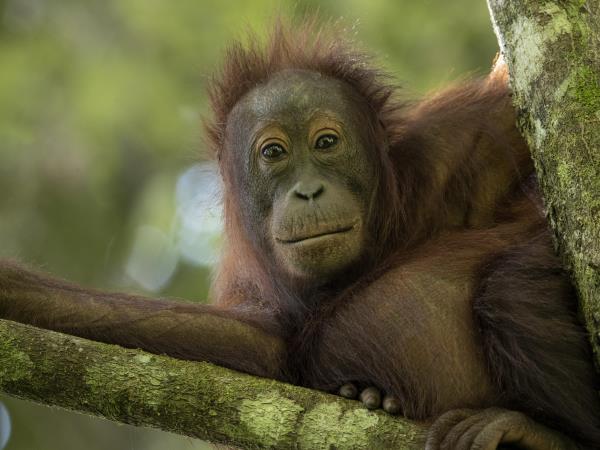 Sabah wildlife holiday in Borneo