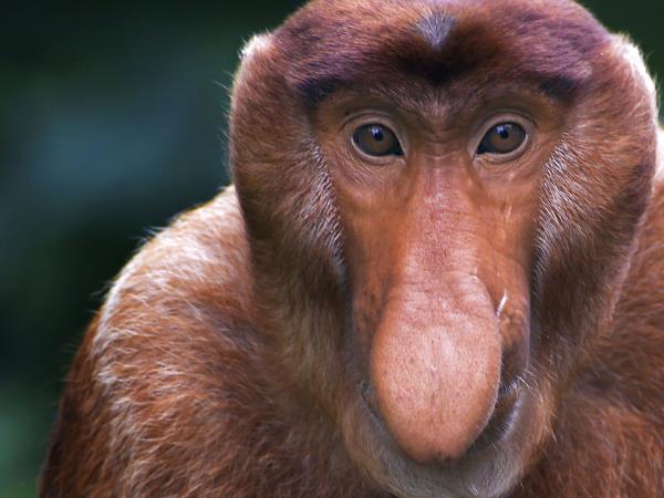 Sabah wildlife holiday in Borneo