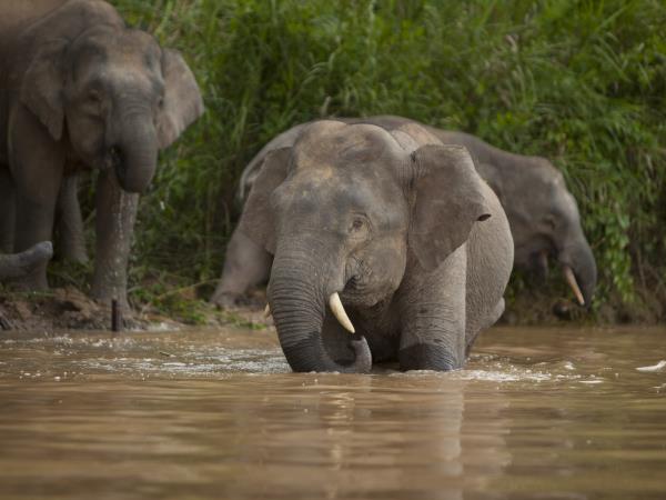 Sabah wildlife holiday in Borneo