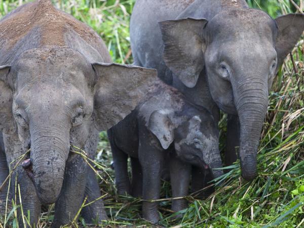 Sabah wildlife holiday in Borneo