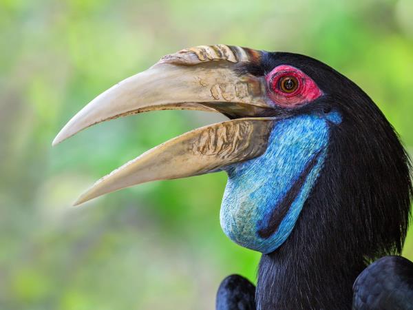 Sabah wildlife holiday in Borneo